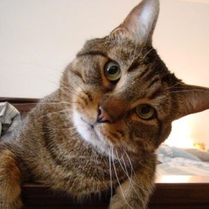 Meet your Posher, Wesley